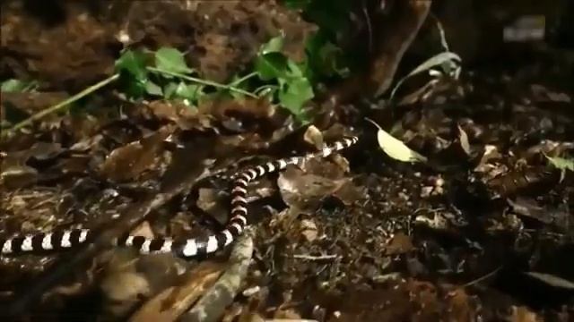 Terrible Battle ! Snake vs Centipede Real Fight | Two Poisonous Species battle | Survival Instinct смотреть онлайн
