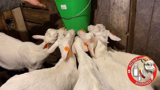 САМЫЙ ЭФФЕКТИВНЫЙ и БЕСПЛАТНЫЙ СПОСОБ ЛЕЧЕНИЯ КОЗ