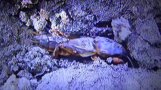 БИОСФЕРА: 79. Медведка Обыкновенная (Gryllotalpa gryllotalpa) смотреть онлайн