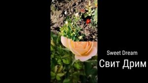 РОЗА.  СВИТ ДРИМ.