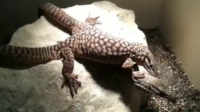 Ackies Monitor looking a bit смотреть онлайн