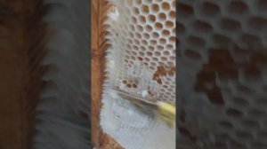 Выкачиваю осенний мёд электрической медогонкой - первые впечатления.