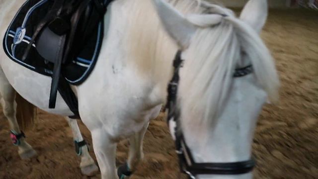 КоноVLOG || Готовимся к соревнованиям || Прыжковые тренировки смотреть онлайн