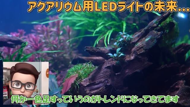 アクアリウム１年目買って驚いた物３選【あくありうむとーーく2】 смотреть онлайн