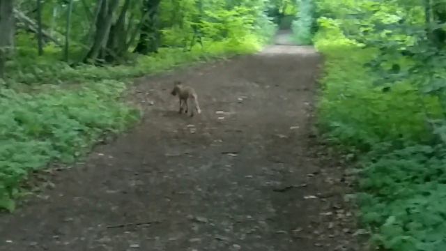 Лиса на Лосином острове смотреть онлайн