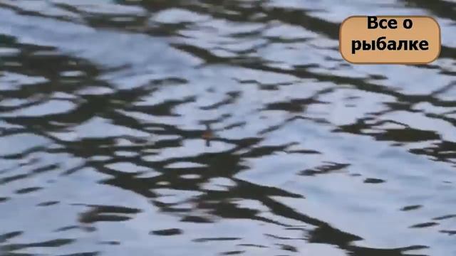 ФИДЕРНАЯ ЛОВЛЯ ВЕСНОЙ. ЛЕГКИЙ ПИКЕР НА КАРАСЯ смотреть онлайн