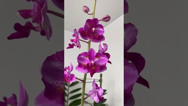 Phal. Purple Gem Miki Leopard 🦒#orchids #phalaenopsis #орхидеи #орхидеидома