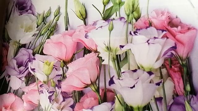 Жить обманом/Литературная гостиная ждёт Вас! смотреть онлайн