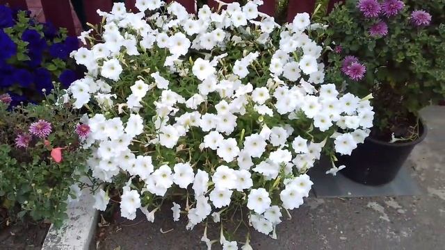 ШИКАРНАЯ ПЕТУНИЯ В СЕНТЯБРЕ ПОСЛЕ СТРИЖКИ. ПРИГЛАШАЮ НА ОБЗОР МОИХ АМПЕЛЬНЫХ ПЕТУНИЙ В ГОРШКАХ. смотреть онлайн