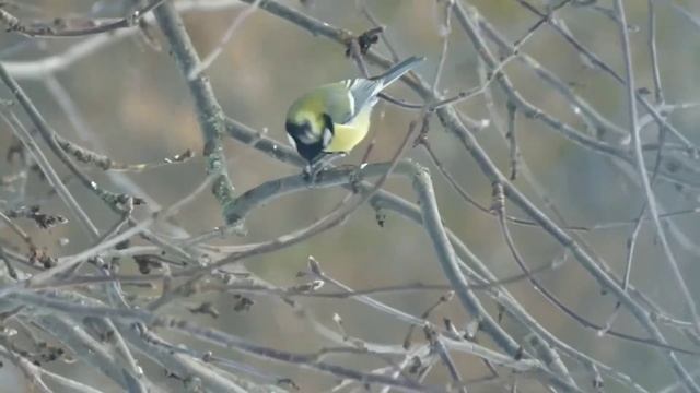 Синица зимой. Подкармливайте птиц смотреть онлайн