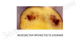 Причины потемнения мякоти клубней картофеля