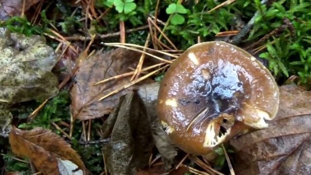 Грибы Сластены - Гигрофоры. Малоизвестные съедобные грибы. смотреть онлайн
