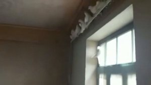 Продаются Бакинские Широкохвостые голуби! Белые черные Чили!