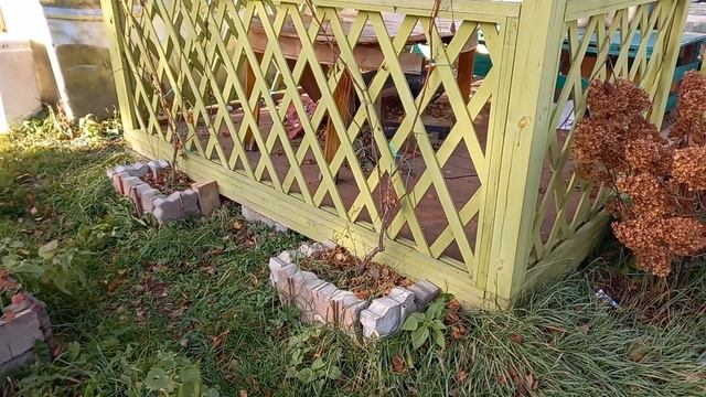 Укрываю виноград на зиму спонбондом и еловыми ветками
