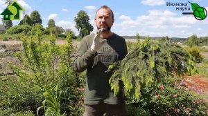 МОЩЬ и СИЛА! ХВОЙНАЯ БРОДИЛОВКА МОЩНОЕ СРЕДСТВО ДЛЯ РОСТА РАСТЕНИЙ, ЗАЩИТЫ от БОЛЕЗНЕЙ и ВРЕДИТЕЛЕЙ
