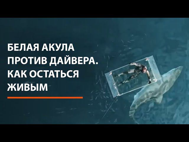 Белая акула против дайвера. Как остаться живым