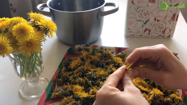 Варенье из ОДУВАНЧИКОВ   для здоровья всей семьи смотреть онлайн