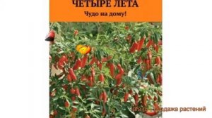 Перец кустарниковая Дракоша (drakosha drakosha) ? Дракоша обзор: как сажать, семена перца Дракоша