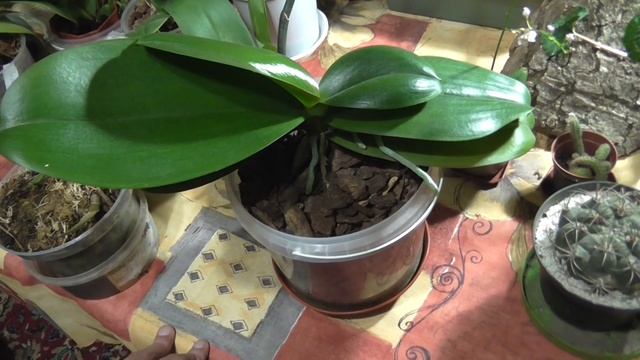 Плюсы и минусы систем посадки орхидей смотреть онлайн