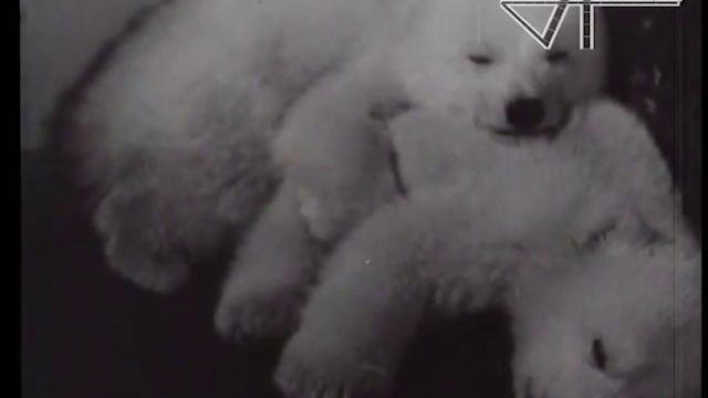 Приключения двух медвежат