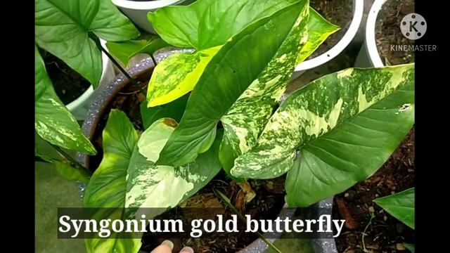 Syngonium