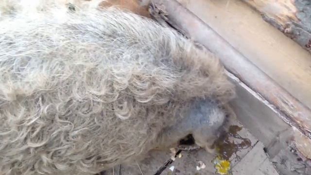 Венгерская мангалица в нашем хозяйстве.