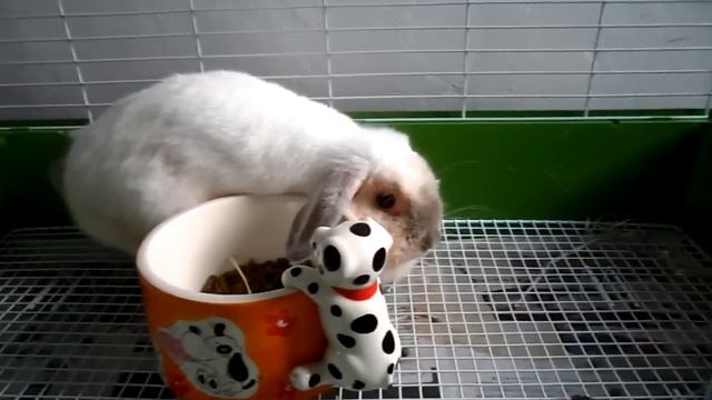 Samsung Multiview MV800 : sample video смотреть онлайн