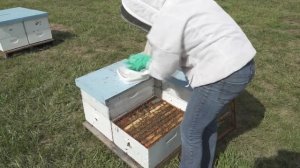 Как и когда обрабатывать пчел муравьиной кислотой от клеща Варроа