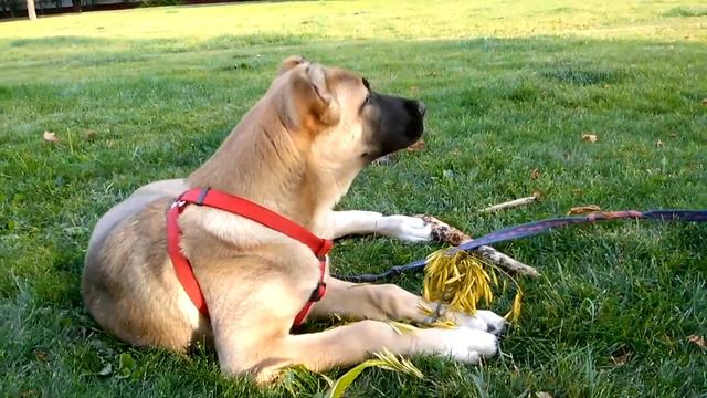 Ия. Среднеазиатская Овчарка дарит позитив. смотреть онлайн