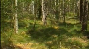 22_Продуктивность болота как экосистемы