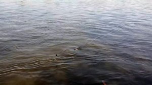 р. Северский Донец Луганск/ то что произошло дальше...