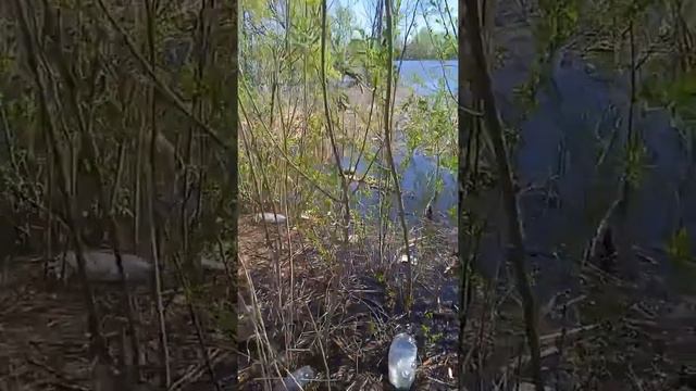 Черепаха в Сызрани смотреть онлайн