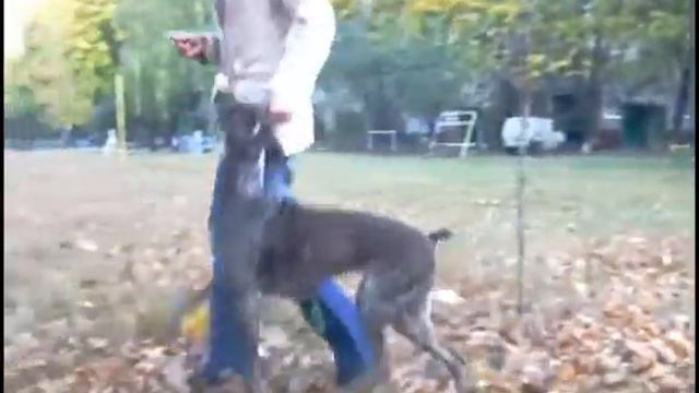 новая показуха ма! смотреть онлайн