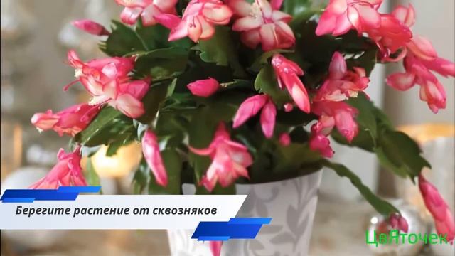 Почему не цветет декабрист? смотреть онлайн