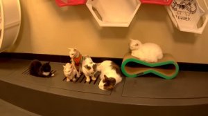 Котокафе РЕСПУБЛИКА КОШЕК