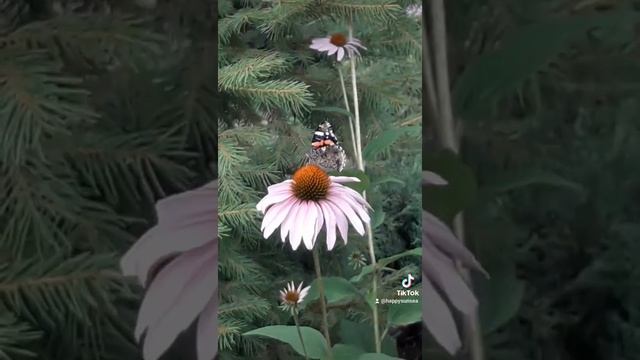 Бабочка собирает нектар. Butterfly Vanessa. 蝶が蜜を集める