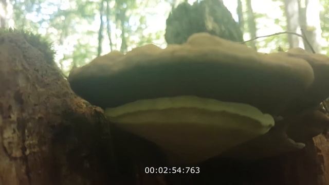Трутовик  плоский Ganoderma applanatum. Особенности сбора  Видеоопределитель.