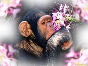 Международный день обезьян