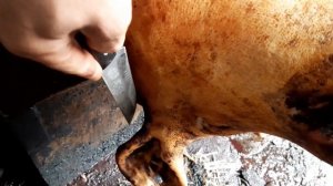 КАК ОТРЕЗАТЬ СВИНУЮ ГОЛОВУ / ПОРОСНАЯ СВИНЬЯ