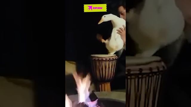 Гусь-шаман призывает дождь