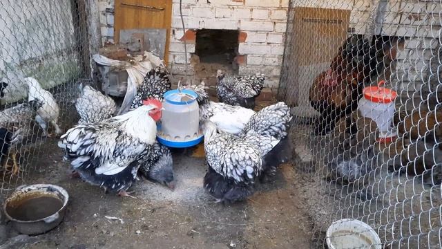 #143 Пополнение в хозяйстве.#куры #брама #орпингтоны #кохенхины смотреть онлайн