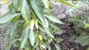 Острый перец Огонек