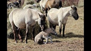 Жеребёнок, жеребёнок, белой лошади ребёнок.