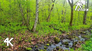 Rain Sound in the Spring Forest, Birdsong and the Sounds of a Stream