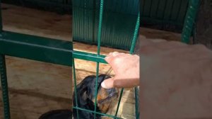 Вольер для ротвейлера, второй день.