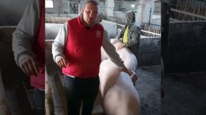 Ландрас , продажа свиней породы Ландрас