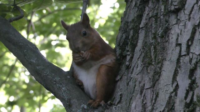 ЦПКО им. С М Кирова, белка.4K. смотреть онлайн