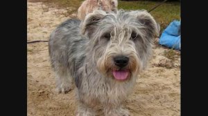 Все породы собак.Глен оф Имаал терьер (Glen of Imaal Terrier)