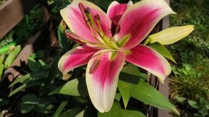 ?Цветение лилии ОТ- гибрид Ред Дач. (Red Dutch)