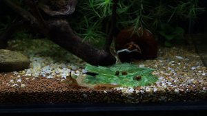 Кормим креветок листьями крапивы и листьями дуба.